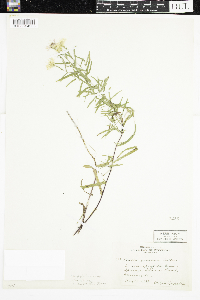 Symphyotrichum novi-belgii var. novi-belgii image