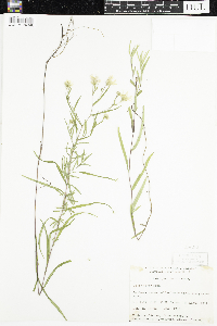 Symphyotrichum boreale image