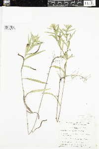 Symphyotrichum boreale image