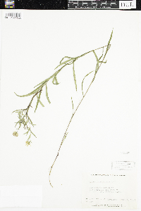 Symphyotrichum boreale image
