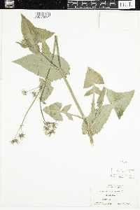 Sonchus oleraceus image