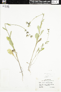 Sonchus oleraceus image
