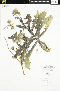 Sonchus oleraceus image
