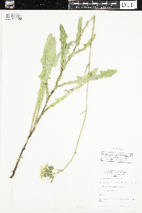 Sonchus oleraceus image