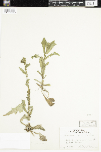 Sonchus oleraceus image