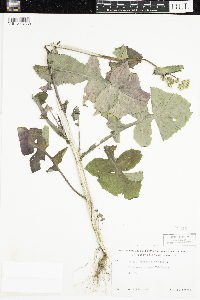Sonchus oleraceus image