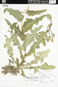 Sonchus asper image