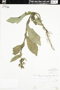 Sonchus asper image