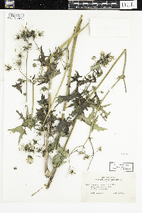 Sonchus asper image