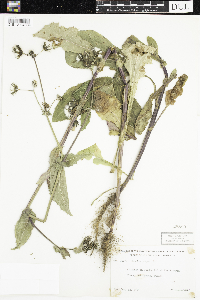 Sonchus asper image