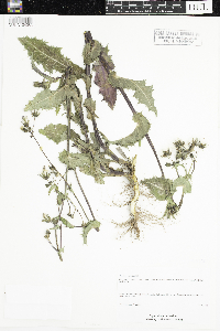 Sonchus asper image