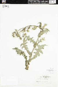 Sonchus asper image