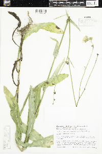 Sonchus arvensis image