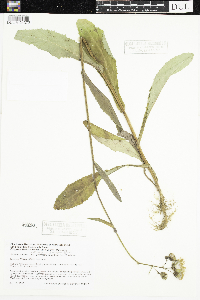 Sonchus arvensis image