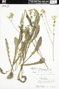 Sonchus arvensis image