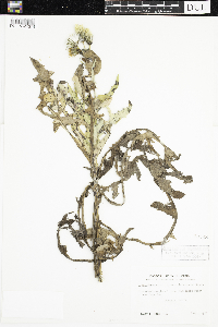 Sonchus arvensis image