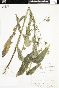 Sonchus arvensis image