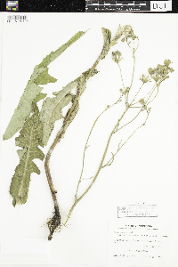 Sonchus arvensis image