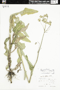 Sonchus arvensis subsp. uliginosus image