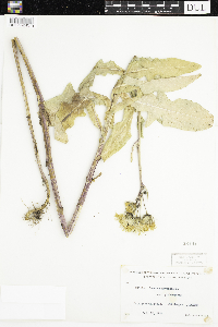 Sonchus arvensis subsp. uliginosus image