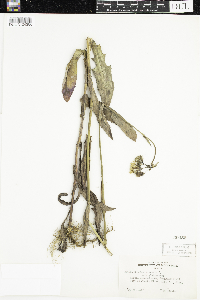 Sonchus arvensis subsp. uliginosus image