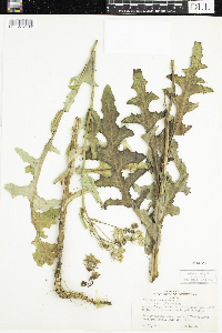 Sonchus arvensis subsp. uliginosus image