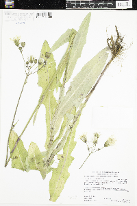 Sonchus arvensis image