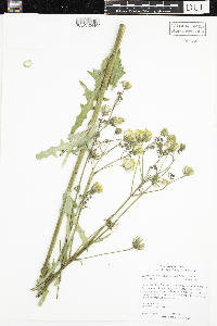 Sonchus arvensis image