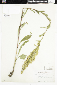 Solidago uliginosa image