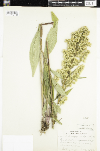 Solidago uliginosa image