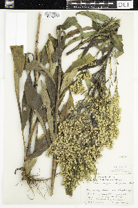 Solidago uliginosa image
