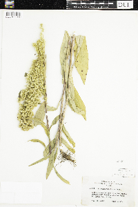 Solidago uliginosa image