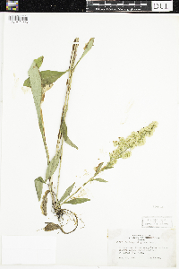 Solidago uliginosa image