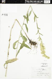 Solidago uliginosa image