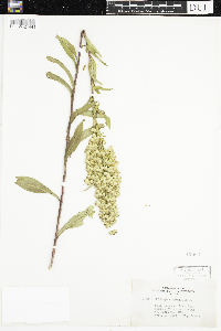 Solidago uliginosa image