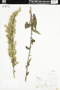 Solidago uliginosa image