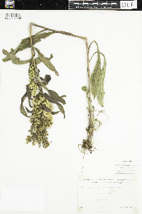 Solidago uliginosa image