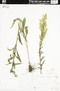 Solidago uliginosa image
