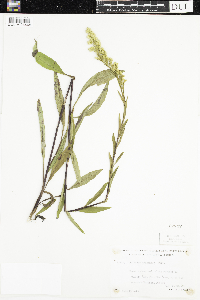 Solidago uliginosa image