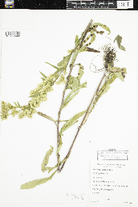 Solidago uliginosa image