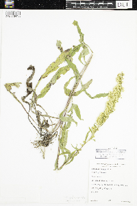 Solidago uliginosa image