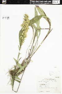 Solidago uliginosa image