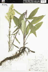 Solidago uliginosa image