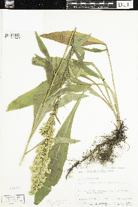 Solidago uliginosa image