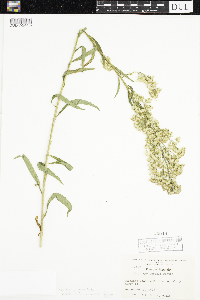 Solidago uliginosa image