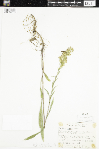 Solidago uliginosa image