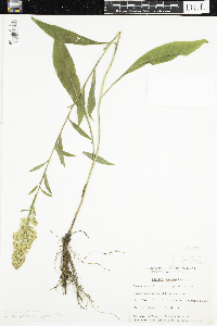 Solidago uliginosa image