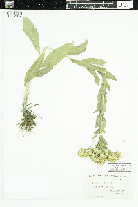 Solidago rigida image