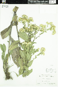 Solidago rigida image