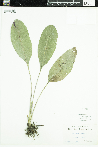 Solidago rigida image